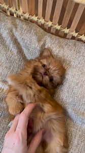 30K views · 3.7K reactions | Oh my goodness!!!  | My shih tzu | Facebook