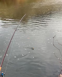 Fishing for salmon and steelhead on the beautiful Wilson River in Tillamook, Oregon. #FishingCommunity | Anthony Rubeo Outdoors | Facebook