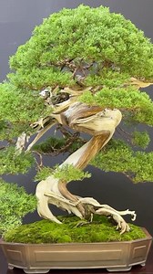 #taikanten2023 #terryerasmusbonsai | Bonsai Tree