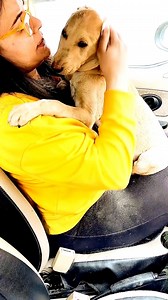 56K views · 3.7K reactions | Aww isko chot lag gayee #puppy #puppies #puppylove #puppylovers #puppylife #dogmother #dogmom #dog #dogs #dogfood #doglife #doglover #doglovers #supportus #blessings #love #reels #viral #instareels #insta #instagram #fb #fbreels #fbreelsvideo #fbreelsfypシ゚viral | Bezubaanjaan1517 | Facebook