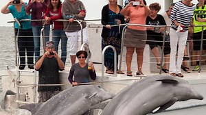 Dolphin Snorkeling Cruise