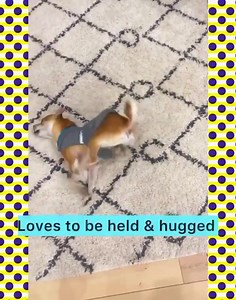 It’s Foster Friday, when we feature one of the amazing animals residing with one of our fantastic foster homes! Meet Pilot, the adorable 2 year old, 11 lb Chihuahua whose favorite activities are snuggling, and giving hugs & kisses! Pilot will be at the adoption center, located at 952 W. Melody Ave in Gilbert on Saturday, February 10th from 10am to 4pm, waiting to shower you with hugs & kisses! | Friends for Life Animal Rescue