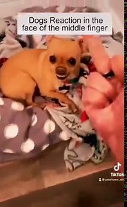 716K views · 10K reactions | Dogs Reaction in the face ò the middle finger... | I Love PETS | Facebook