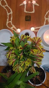 Damballa oswa Damballah Wedo, se lespri vodou fètilite, bonte, ak konesans senbolize pa yon koulèv. Bon enèji Damballah pou nou tout🐍🐍🐍🐍🐍🐍🐍🐍🐍🐍🐍🐍🐍🐍🐍🐍🐍 | Vaudou Haïtien