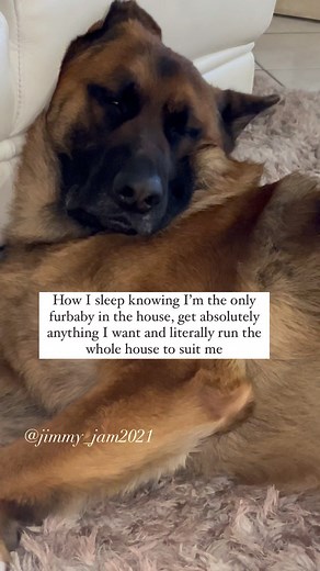 Jimmy on Instagram: "What a life! 😅 . . . . . . #sleepingdog #snoringdog #sleepydog #cutedog #mydog #spoiltdog #doginfluencer #dogsofinstagram #doglife #dogworld #doglover #lovedogs #dogsofsouthaustralia #mygsd #petsforlife #gsdlife #gsdnation #gsddaily #gsdloverss #gsdgram #gsdfamily #gsdloverstagram #gsdcommunity #gsdoftheday #gsd_corner #shepherd #shepherdsforever #germanshepherdsofinstagram #funnydogvideos #adelaidegermanshepherds"
