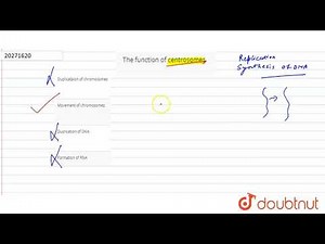 the function of centrosomes