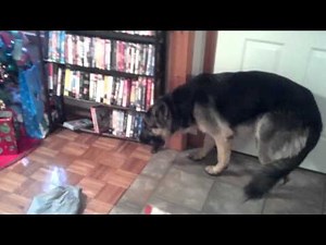 German Shepherd in trouble