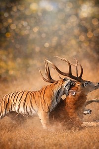 9.5K views · 82 reactions | Every breath is a battle, every moment is fate. | Bee Photograp | Facebook