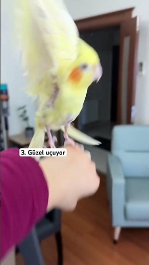 Meğerse Sacit’in tek sorunu aşksızlıkmış 🥲 #aşk #shortsyoutube