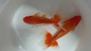 Last two Jikin Goldfish from our supplier | Allfish2u