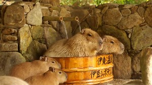 Capybaras Chill Out in Hot Tubs and Munch on Grass