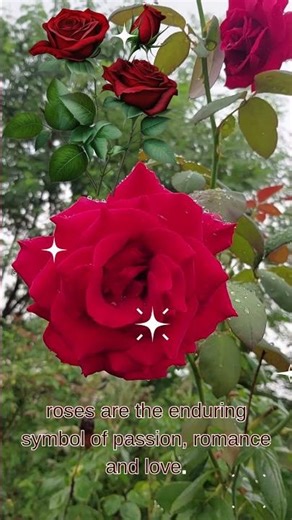 Red rose → love & romance🌺 The flower