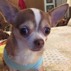 Chocos Charms, hotter dan a firecracker, respectfully submitted by my friend Miss Sharon Sims. Tap or press white arrow❤️😂🎅🏻 | Choco the Macho Chihuahua