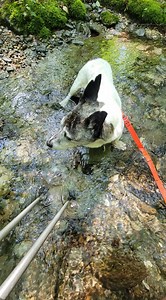 Hey now. Come and hang out with us in a stream. Soak your feet. Get your belly wet. | Walk Your Dog With Love - World's Best Dog Harness