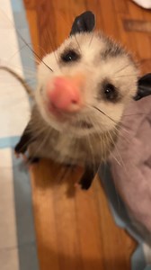 Somebody’s baking cookies!!!!!!! 🍪❤️🐽 Mini seedlings are so cute, it’s easy to forget the big ones need help sometimes too! Opossums have famously naked tails and fingerless gloves, which can make them susceptible to frostbite when the weather is chilly. In these cold temperatures, you may come across one who needs a rehabber! Research your nearest rehab centers now and you’ll be prepared with the contact information (more info at itsmesesame.com/rescue!) Also, feel free to leave a few cookies