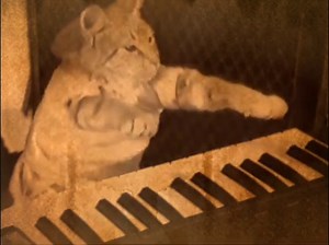 22K views · 1.9K reactions | do you hear it? | Keyboard Cat | Facebook