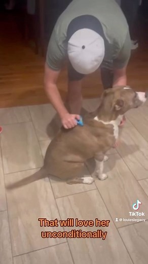 Midwest! Meet Gia!❤️ Gia is a 63lb, 3-year-old, mixed breed whose goofy antics make her foster parents laugh every single day. Completely oblivious to her size and not exactly the queen of agility, she will make up for her clumsiness with unconditional love and affection. This girl loves to cuddle up as close as she can to her people. She will sit on your feet and nudge you to let you know it’s time to take a pause from your day and give her some scratches. Gia knows some basic commands includin