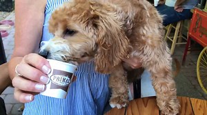 Take advantage of our TRY IT SALE for PRIMAL GOAT'S MILK! Get 50% OFF on 16 & 32 oz., with prices starting at only $4.99. Offer ends 5/17/24 Did you know that goat milk can benefit your beloved pets in many ways? Here are some of the advantages of feeding goat milk to your dogs and cats: 👍 A stronger immune system: Your pet's gut health plays a crucial role in the overall efficiency of their immune system. 👍 Food allergy relief: Goat milk is a great option for pets with food allergies. 👍 Heal