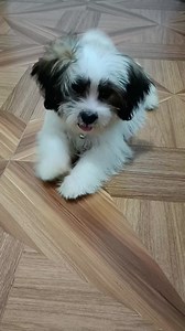 #fbreelsvideo #doglover #myStressReliever #dogslife #SleepPlayEatPups #myfurbaby #matapangyarn #takotnaman | Sabiniana Valdueza Saldua