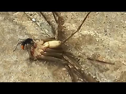 Tarantula hawk hatching eggs inside a spider abdomen by paralyzing a spider