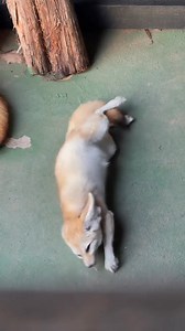 Let’s do some night chores! #animal #animals #fennec #fox #animal #animals #checks #fun #safaristayz | kamygrant | Facebook