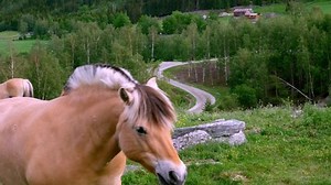 Beautiful Fjord Stallion Mare Mating Ritual Stock Footage Video (100% Royalty-free) 1033139792 | Shutterstock