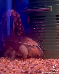 Vampire shrimp (Atya gabonensis) Never fail to fascinate 😃 #grosvenortropicals #lisburn #freshwateraquarium #smallbusinessowneruk #aquaticshop #fishnerds #vampireshrimp | Grosvenor Tropicals