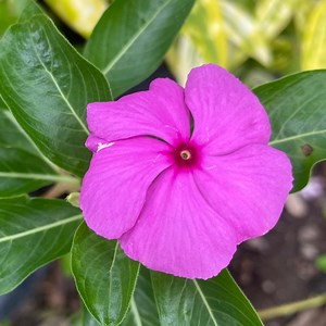 25 Vinca Cobra Purple Seeds | Catharanthus Roseus Annual Flower - Etsy Canada