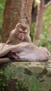 Monkey Luna, with her playful and affectionate spirit, is eagerly attempting to engage with baby monkey Leo, who is nestled in the embrace of his mother. Luna's yearning is to hold and interact with little Leo, showering him with love, and embarking on joyful playtime together. Their impending encounter is bound to be a heartwarming moment filled with laughter and affection! 🌙🐵🙊🙉💞❤️😍😘🥰🐒🦍 | Monkey Mono