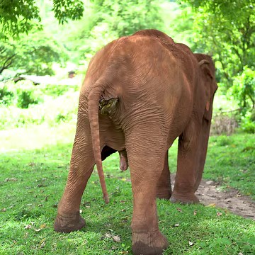The elephant is pooping and peeing. Sometime during the past couple of years, one of Sai Thong's teeth fell out, so she can't chew hard food anymore. look at the elephant's dung That indicates that her teeth are not good. Therefore, her had to be given a special food. for her body to absorb nutrients. 🎥 by @careforelephants If you are able to buy food and fruit for our beautiful elephants, any amount would be so gratefully received. https://www.paypal.me/CareforelephantsFund #SaiThong #carefore