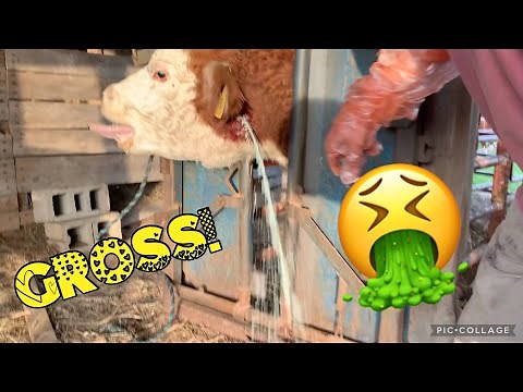 Lancing an Abscess on a Cow