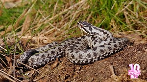A Viper Resting on Forest Ground