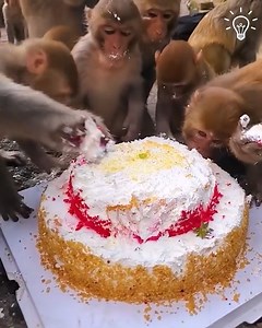 2.4K views · 75 reactions | Just some monkeys celebrating life!  | Beautiful World | Facebook