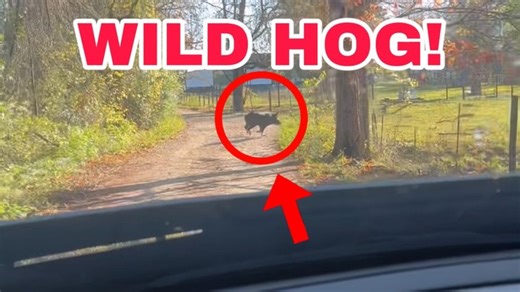 41K views · 5.8K reactions | Wild hog in our front yard | Shirtless Jake's Homestead | Facebook