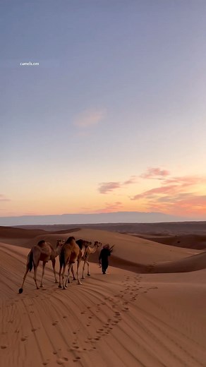 📍 ONE plus Three, Oman 🇴🇲 🎥: [camels.om] 🔗 omanpocketguide.com #OmanPocketGuide #Oman #MyOman #TravelToOman #Travel #Tourism #Viral #Trending #reels #oman_reels #uae #dubai #abudhabi #qatar #ksa #gcc #Italia #Deutschland #US #UK #Britain #France #Schweiz #India #MiddleEast | Oman Pocket Guide