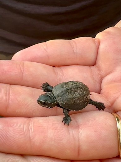 1.9K views · 43 reactions | We almost stepped on this  Eastern Mud Turtle hatchling during our weekend hike!  Yikes! We moved him safely to the side of the path with a blessing for safety.  #EasternMudTurtle #Turtles #BabyTurtle #Florida #Hatchling #FloridaHiking #hestolemyheart 凉 | Dianna Keeler Vannatta | Facebook