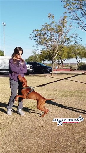 Max”’was the typical Vizsla…high energy, pulling extremely hard on leash, jumping and very distracted. Vizsla’s will always have higher energy but that doesn’t mean they can’t have manners and be well behaved. Check out Max’s before and after where he goes from extremely hard to control to a well behaved pup that can now enjoy family outings! 🐾🐶🐕 | All-American K-9