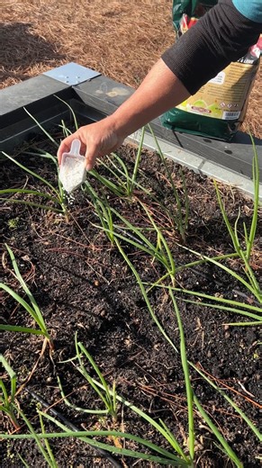 4.9K views · 108 reactions | Onion Care in a raised bed! #hoss #growhoss #onions | Hoss | Facebook