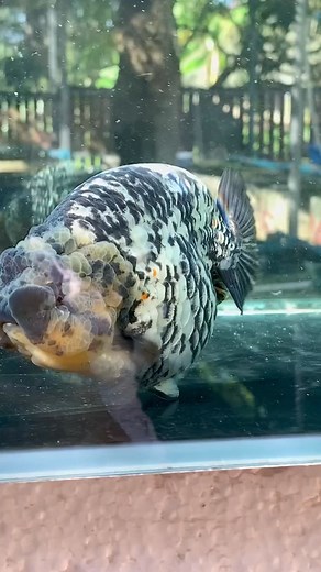 #npcgoldfishfarm #ranchu #goldfish #goldfishfarm | Npc Goldfish Farm