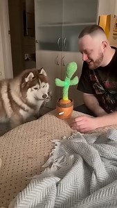 The dog said What the hell is this #animal #cute #cutepuppylovers #cutepetshow #pet #cutepet | Harii Simone