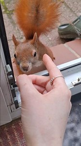 Ich hätte ein Eichhörnchenhaar haben können 🥹🥰zu spät #squirrel