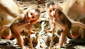 Too cute adorable baby Adele so active come doing exercise make her strong healthy | Adorable Monkey