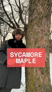 Sycamore maple (Acer pseudoplatanus) is a commonly planted tree in many parts of the Eastern US and a very important tree in Europe, where it is native, and commonly just called “sycamore.” This tree has escaped cultivation in many places and I therefore recommend against planting it in the US landscape. It’s patchy bark is similar to London plane tree (Platanus x hispanica) and American sycamore (Platanus occidentalis), and they share some latin (“Platanus” and “pseudoplatanus”), however they w