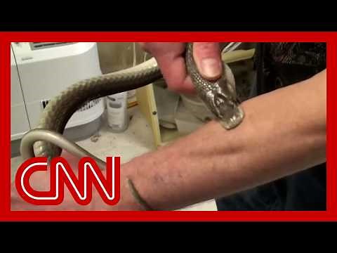 Man who injected himself with venom hundreds of times could revolutionize snakebite treatment