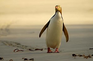 Yellow eyed penguin - Alchetron, The Free Social Encyclopedia