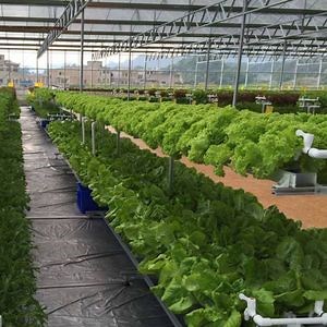 [Hot Item] Single Span Poly Film Greenhouse with Irrigation and Hydroponics System