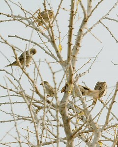 Spotted at Al Mouj Golf. Conserving biodiversity and natural habitats is our main objective at Al Mouj Muscat. Our 18-hole championship course is currently home to more than 170 species of birds, making sure no game is played without spectators. #AlMoujGolf #MyAlmouj #LifeInspired #LifeEnriched هذه الطيور المتنوعة ليست في محميّة طبيعية أو غابة استوائية، بل في الموج للجولف! فمن بين أهم أهداف الموج مسقط هو الحفاظ على التنوع الطبيعي وموائل الكائنات الطبيعية، حتى أصبح ملعب الموج للجولف اليوم موئلاً 