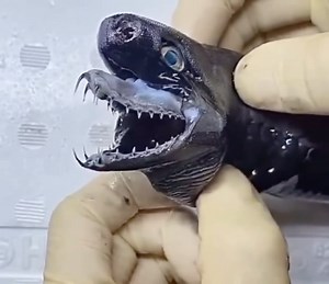 So, this is a Viper Shark. | Horror4Kids