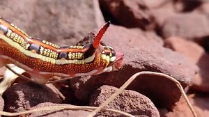 #فيديو يرقة عثة الصقر ( Hyles livornica) تتغذى على الأعشاب اليابسة 🐛🍂 صورة الحشرة الكاملة و المراحل العمرية في التعليق 👇 😉 📌- جبال الدير 2022 | مجلة الزواحف Al-Zawahif Mag l