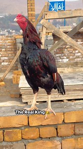 The Real King Rooster | Very Huge Bird😮🐓 #Galo #viralvideoシfyp #birds #FacebookPage #rooster | Zubair Malik Aseel 2